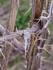 Cirsium vulgare