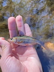 Hesperoleucus venustus