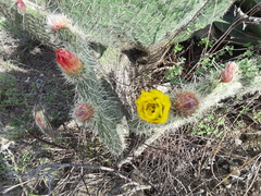 Opuntia huajuapensis