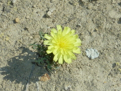 Launaea pumila