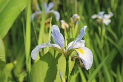 Iris virginica