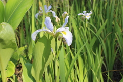Iris virginica