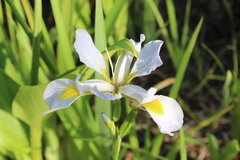 Iris virginica