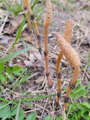 Equisetum arvense