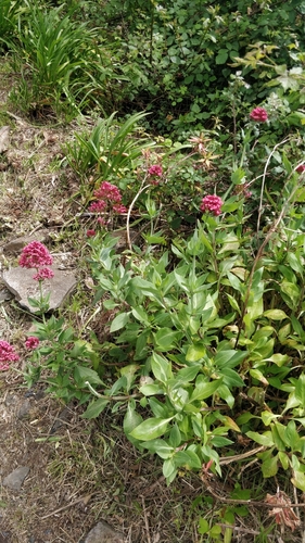 Centranthus ruber image