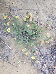 Acmispon grandiflorus