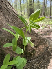 Uvularia floridana