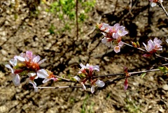 Prunus
