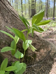 Uvularia floridana