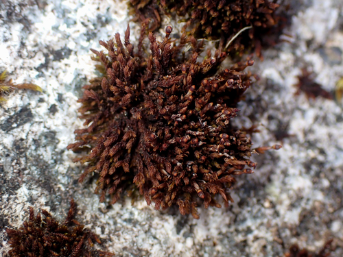 Andreaea rupestris