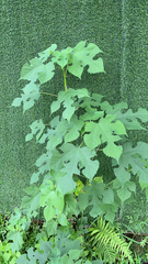 Broussonetia papyrifera