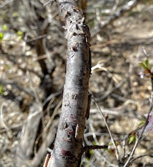 Prunus