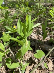 Uvularia floridana