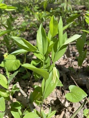Uvularia floridana