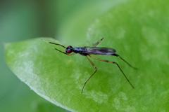 Rainieria antennaepes