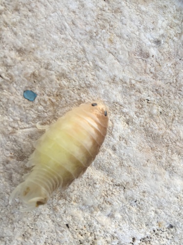 Anilocra physodes
