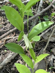 Uvularia floridana