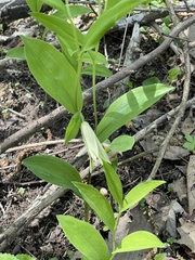Uvularia floridana