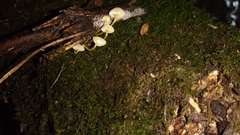 Mycena chusqueophila