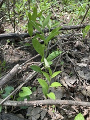 Uvularia floridana