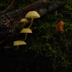 Mycena chusqueophila