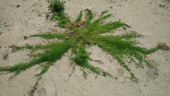 Zoysia