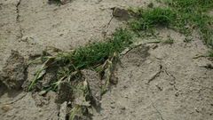 Zoysia