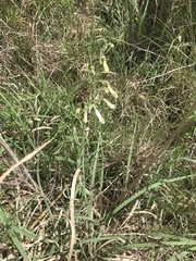 Penstemon oklahomensis