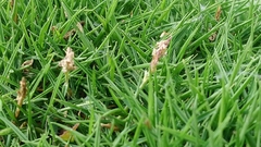 Zoysia