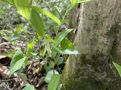 Uvularia floridana