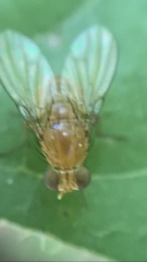 Neogriphoneura