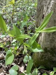 Uvularia floridana