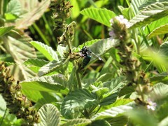 Thalestria spinosa