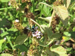 Thalestria spinosa