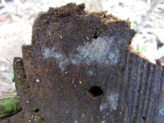 Botryobasidium conspersum