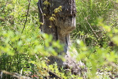 Castorimorpha