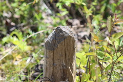 Castorimorpha