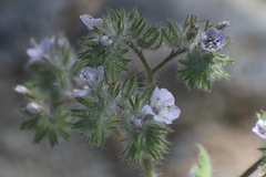 Phacelia cicutaria hispida