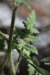 Phacelia cicutaria hispida