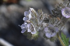 Phacelia cicutaria hispida