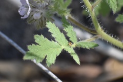 Phacelia cicutaria hispida