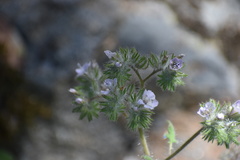 Phacelia cicutaria hispida