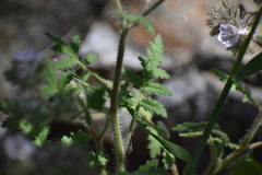Phacelia cicutaria hispida