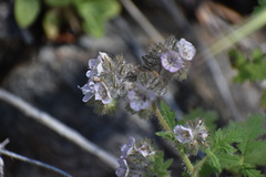 Phacelia cicutaria hispida