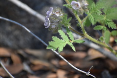 Phacelia cicutaria hispida