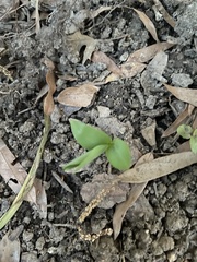 Angiospermae
