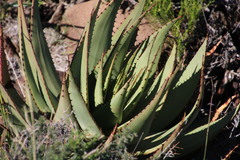 Aloe broomii