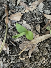 Angiospermae