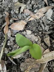 Angiospermae