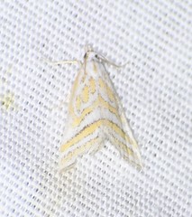 Leptosteges parthenialis